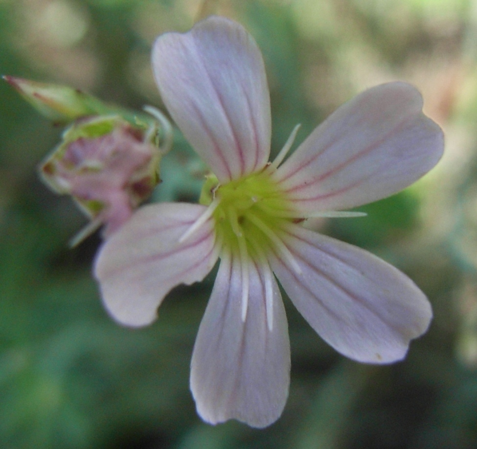 Matese - Petrorhagia saxifraga